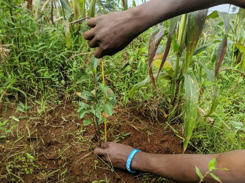 Cameroon’s Forests Are Life: Protecting What Protects Us